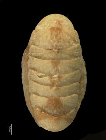 Media type: image; Malacology 155960   Description: dorsal specimen view;